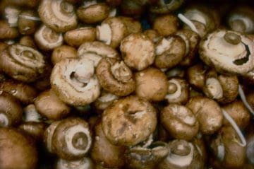A close up of mushrooms in a bowl.