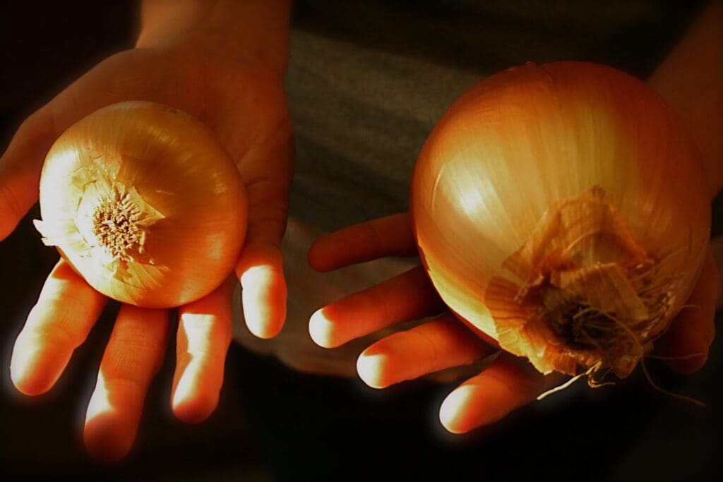 A person's hands holding two onions.