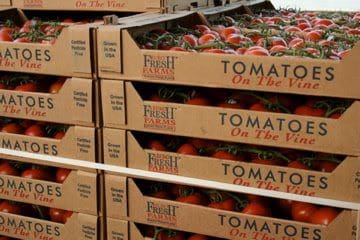 Fresh tomatoes on the vine.