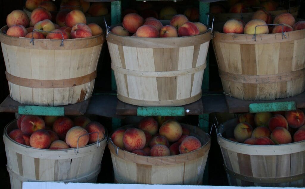 Wooden buckets filled with peaches.