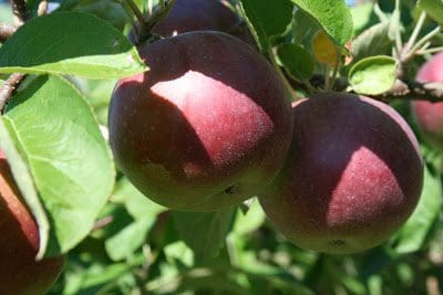Ripe red apples on a tree in an orchard.