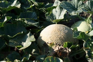 A melon growing in a field with green leaves.