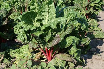 A field of swiss chard.