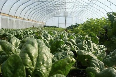 Spinach growing in a greenhouse.
